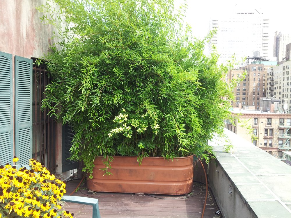 Bamboo Geek: More on growing bamboo in containers